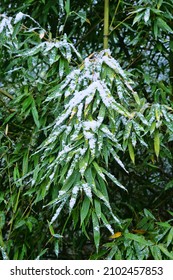Snow on autumn foliage. Bamboo in winter. Subtropical forest