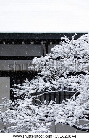 Snow on the branches
