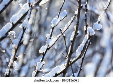 Snow on the branches of a tree. Nature in winter
