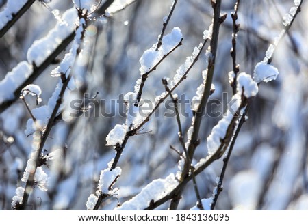Snow on the branches of a tree. Nature in winter