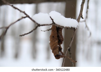 Snow on the branches while snowing 