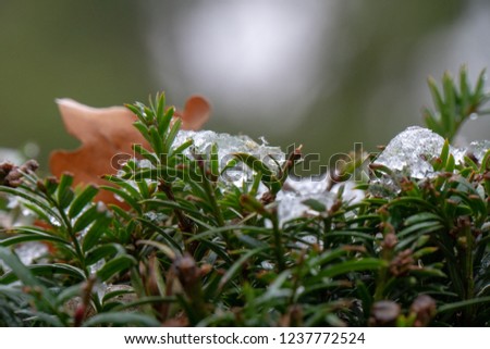 Snow on a bush