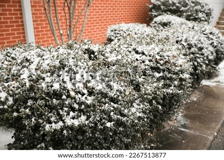 snow on bushes and trees in the city and park during winter holiday outdoors 