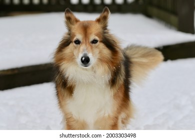 Snow on a dog's nose