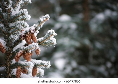Snow On Evergreen Branches