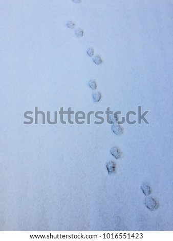 Similar – Barefoot tracks in the snow