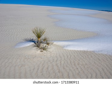 Snow On The Ground In White Sands National Park In New Mexico USA