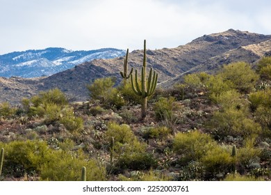 Snow on Mount Lemmon in the Catalina Mountains viewed from Pusch Ridge on the Linda Vista trail in Oro Valley, Arizona. Sonoran Desert landscape with tall saguaro cacti and an overcast sky in winter. - Powered by Shutterstock