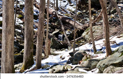 Snow On The Mountainside Of Shenandoah National Park.