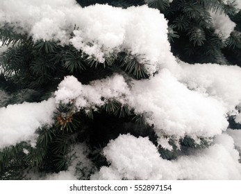 Snow on pine branches