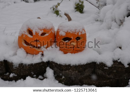 Snow on the pumpkins on a fall day giving a contrast between white and orange in a landscape view. 