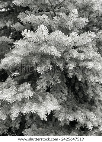 Snow on spruce branches in winter