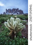 Snow on teddy bear cholla below the Superstition Mountains during a rare winter snowstorm