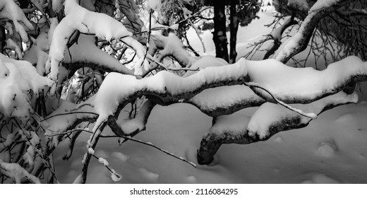 Snow On The Thick Zigzag-shaped Japanese Maple Bonsai Tree Branches In The Winter Garden