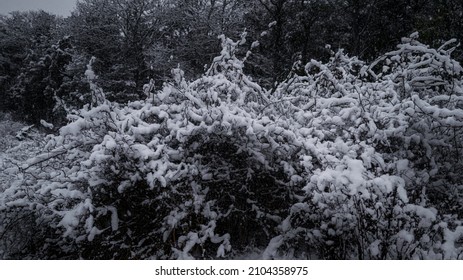 Snow On Thorny Vine Bushes In The Forest