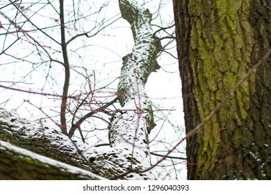snow on tree