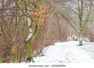 snow on tree