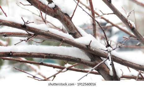 Snow On Tree Branches, Park City, UT, USA