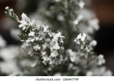 Snow on the tree. macro