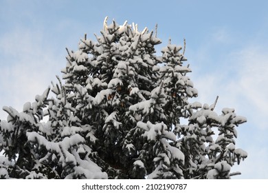 Snow On A Tree With Pinecone