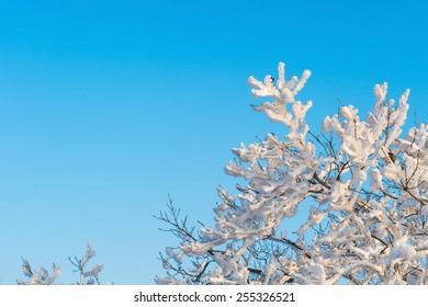 Snow On Tree,landscape In Winter