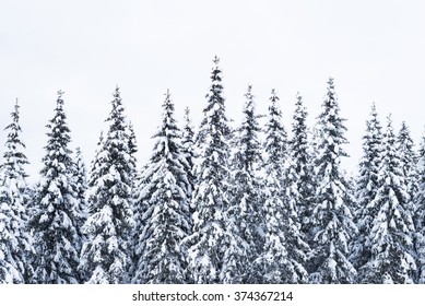 Snow On Trees