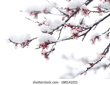 Winter Cherry Tree Flower Images Stock Photos Vectors Shutterstock