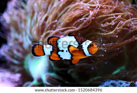 Tropical reef fish Life