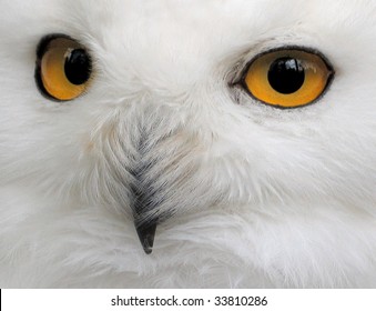 Snow Owl