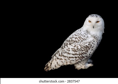 Snow Owl On Black Background