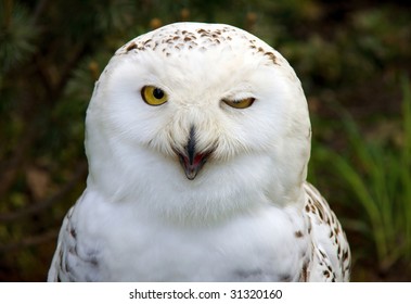 Snow Owl Winking