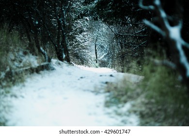 Snow Path Tunnel Woods Winter Washington State Pacific Northwest PNW Pullman Washington WSU Cougars Fine Art Scenery Wall Art Beautiful Backround