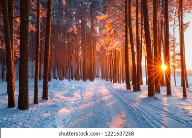 Snow path in winter forest. Evening sun shines through trees. Sun illuminates trees with frost. Winter snowy sunny landscape. Christmas nature. Xmas scenery.