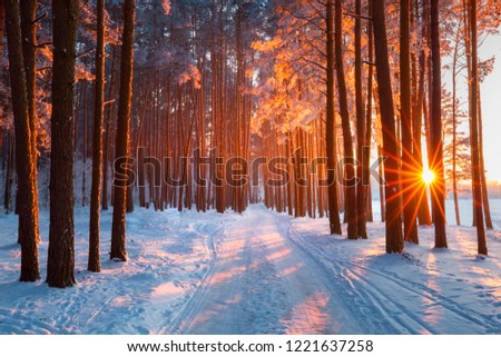 The evening sun shines through the branches of a weathered tree in the sky. The sun’s light is reflected in the water.