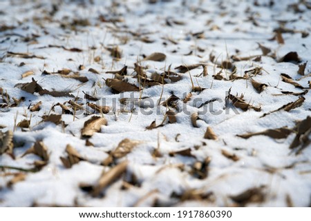 Snow piled up on fallen leaves