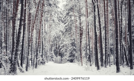 Snow in the pine forest. Pine forest in snow. Snowy pinewood. Pine trees in winter forest. - Powered by Shutterstock