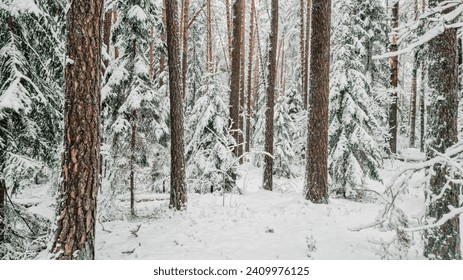 Snow in the pine forest. Pine forest in snow. Snowy pinewood. Pine trees in winter forest. - Powered by Shutterstock