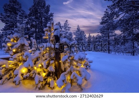 Snow pine tree forest with trees covered with snow. The picture was taken in Innerdalen ( Innset) Norway. Christmas at cabin .