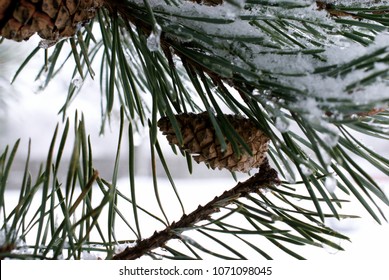 snow and pinecone