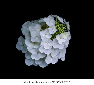 Snow Queen Hydrangea - A Single Creamy White Bloom On A Dark Background