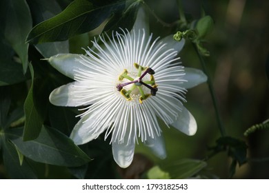 'Snow Queen' passion flower, passiflora in the summer sunshine