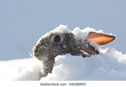 Snow Rabbit, Hare Winter