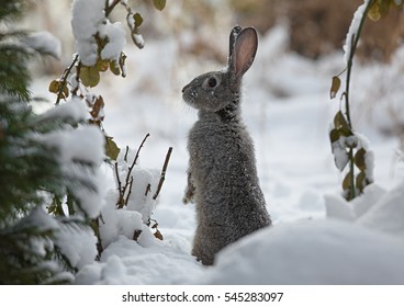 snow rabbit, hare winter
