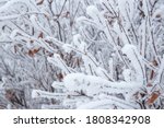 Snow and rime ice on the branches of bushes. Beautiful winter background with twigs covered with hoarfrost. Plants in the park are covered with hoar frost. Cold snowy weather. Cool frosting texture.