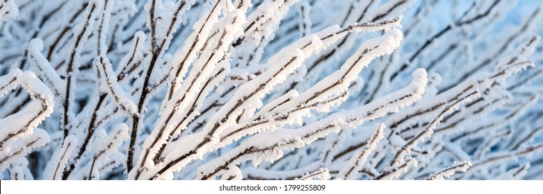 Snow And Rime Ice On The Branches Of Bushes. Beautiful Winter Background With Twigs Covered With Hoarfrost. Plants In The Park Are Covered With Hoar Frost. Cold Snowy Weather. Cool Frosting Texture.