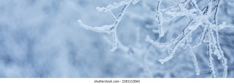 Snow and rime ice on the branches of bushes. Beautiful winter background with trees covered with hoarfrost. Plants in the park are covered with hoar frost. Cold snowy weather. Cool frosting texture. - Powered by Shutterstock