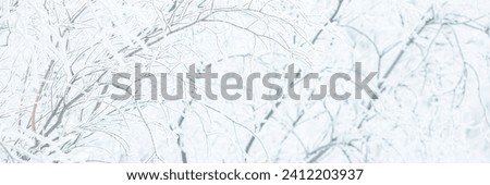 Snow and rime ice on the branches of bushes. Trees covered with hoarfrost. Plants in the park are covered with hoar frost. Cold snowy winter weather. Frosting texture. Wide panoramic light background.
