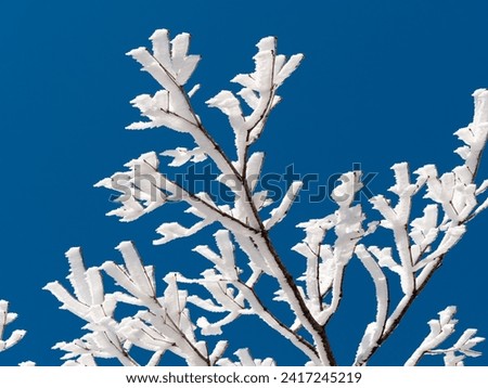 Snow and rime ice on the branches of bushes with blue sky background in sunny day. Beautiful winter background with twigs covered with hoarfrost. Cold snowy weather. Cool frosting texture.