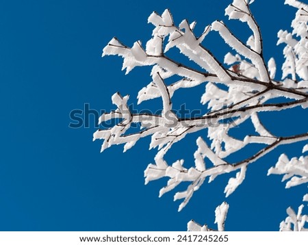 Snow and rime ice on the branches of bushes with blue sky background in sunny day. Beautiful winter background with twigs covered with hoarfrost. Cold snowy weather. Cool frosting texture.
