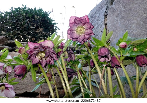 Snow rose, Christmas rose or black hellebore\
(Helleborus niger)